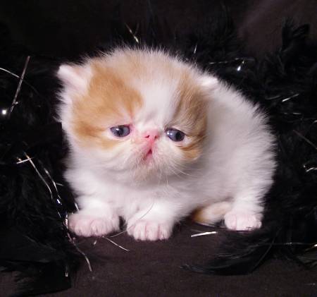 Red & White Persian Male - Rocky Mountain Persians & Exotics