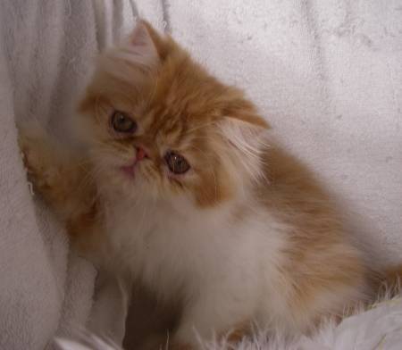 Red White Persian Male DOB 4 22 09 Rocky Mountain 
