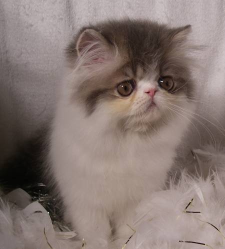 persian cat breeders near me, persian kittens for sale, persian cat for sale, persian kitty, persian cat, persian cat price, kittens for sale, persian cat rescue, persian kittens for sale near me, teacup persian kittens for sale, teacup cats for sale, persian cats for adoption, persian cat breeds, persian kittens for adoption, white persian kittens for sale, himalayan kittens for sale, teacup kittens for sale, teacup kittens, buy persian cat, teacup persian kittens for sale near me, chinchilla persian kittens for sale, exotic shorthair kittens for sale, himalayan cat for sale, doll face persian kittens for sale, persian cats for sale near me, white persian kitten, himalayan kitten, white persian cat for sale, persian breeders, chinchilla persian kittens, exotic kittens for sale, long haired kittens for sale, fluffy kittens for sale, persians for sale, himalayan cat, buy persian cat online, teacup persian kittens, persian cat kitten, buy persian kitten, blue persian kittens for sale, cheap persian kittens for sale, white kittens for sale, teacup persian cat for sale, persian rescue, black persian kitten, silver persian kittens for sale, flat face cat for sale, persian kitten breeders, black persian kittens for sale, himalayan cat breed, persian cat kitten for sale, black persian cat for sale, kitten persia, persian cat cost, white persian, teacup persian kittens for adoption, where to buy persian cat, red persian kitten for sale, tortoiseshell kittens for sale, blue persian kitten, persian kitten price, chinchilla kittens for sale, persian kitty for sale, cat breeds, grey persian kittens for sale, buy persian kittens online, blue persian cat for sale, red persian cat, persian cat baby price, white persian kittens for adoption, persian breeders near me, persian kittens near me, doll face persian kittens, ginger persian kittens for sale, where can i buy a persian kitten, white persian cat, where can i buy a persian cat, flat face persian kittens for sale, miniature kittens for sale, grey persian kitten, orange persian kittens for sale, rehome persian cat, baby persian kittens, where to buy persian kittens, himalayan persian kittens for sale, cat breeders near me, purebred persian kittens for sale, himalayan kittens for adoption, miniature persian cat, black persian cat, persian cat near me, persian cat information, cheap persian cats for sale, persian kittens available now, persian kittens available, persian baby cat for sale, baby persian kittens for sale, calico persian kittens for sale, persian cat care, long haired persian kittens for sale, persian kittens for sale in pa, himalayan cats for adoption, white teacup persian kittens for sale, white persian cat price, persian cats for adoption near me, persian kittens for adoption near me, miniature cats for sale, cheap persian kittens, persian cross kittens for sale, persian cat online, himalayan persian kitten, gray persian kitten, persian cat online purchase, peke faced persian kittens for sale, white persian kittens for sale near me, persian cattery, flat faced cats for adoption, persian kittens for sale in ohio, persian cat kitten price, persian cat doll, cute persian kittens for sale, baby persian cat, purebred persian kittens, looking for persian kittens for sale, blue persian cat, calico persian kitten, shirazi cat for sale, grey persian cat for sale, persian kittens for sale uk, blue persian for sale, silver persian kitten, half persian kittens for sale, small persian cat, male persian cat for sale, orange persian cat for sale, exotic persian kittens, black persian cat price, silver persian cat, persian cat price in india, cheap persian cats, brown persian cat for sale, grey persian cat, teacup kittens for free, beautiful persian cat, smushed face cats for sale, persian kittens for sale ny, ginger persian kitten, free persian kittens, fluffy persian kittens for sale, teacup doll face persian kittens for sale, persian cat purchase, teacup white persian cat, exotic cats, himalayan kittens for sale near me, white persian cat breeders, persian kittens for sale mn, persian kittens for sale nj, red persian kitten, white doll faced persian kittens for sale, cream persian kittens for sale, black and white persian kittens for sale, doll face white persian kittens for sale, where can i get a persian kitten, ginger persian cat for sale, gray persian kittens for sale, persian rescue cats for sale, looking for a persian kitten, white persian for sale, persian kittens for sale in texas, himalayan cat rescue, american persian cat, pure persian cat for sale, persian flat face cat for sale, teacup persian cat, himalayan breed, pure breed persian cat, red persian cat for sale,