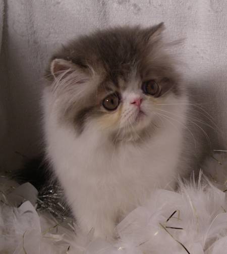 types of persian cats, persian kittens for sale in wv, teacup cat breeds, flat face persian cat, persian cat health, persian cats for sale nc, how long do persian cats live, persian cat for sale nj, white chinchilla persian kittens for sale, white persian cat with blue eyes for sale, silver chinchilla persian kittens for sale, persia4all, teacup chinchilla persian kittens for sale, punch face cat, orange persian cat kitten, persian cat dealers, flat faced kittens, persian cat shelter, mini persian kittens, persian kittens for adoption in florida, persian cat breeders ny, persian cat breeders nj, persian cat for sale nyc, persian cats for sale mn, persian kittens for sale in maryland, flat faced kittens for sale, white persian kitten breeders, smashed face cat for sale, persian cat for sale florida, persian doll face kitten price, full breed persian cat for sale, teacup persian kitten rescue, teacup persian kittens for sale in texas, white persian cat with blue eyes, cute persian kittens, free persian kittens for sale, where to buy a white persian kitten, chinchilla persian for sale, chinchilla persian cat for sale, flat faced cat breeds, pomeranian cat, persian kittens for sale northern california, white persian kittens for free, persian cat price in usa, teacup persian for sale, teacup persian kittens for sale price, iran cat, golden persian cat, persian cat breeders nc, buy teacup persian kitten, persian kittens for sale in houston texas, white persian kittens with blue eyes for sale, best persian cat, iranian cat, shaded silver persian kittens for sale, blue cream persian kitten for sale, teacup persian breeders, punch face persian cat, silver shaded persian, persian cat pics, doll face persian breeders, persian cat breeders in illinois, persian cat rescue nc, tiny persian kittens, tabby persian kittens for sale, find persian cats, persian kittens for sale in nebraska, persian rescue groups, persian cat for sale houston, persian cat society, persian male kitten, price of white persian cat, cat persian sale, persian cats for sale in ct, chinchilla cat breed, tortoiseshell persian kittens for sale, orange and white persian cat, black persian cat kitten, white teacup kitten, pure persian cat, teacup persian kittens for sale in michigan, silver chinchilla persian, about persian cats, doll face cat, persian cat breeders in california, tabby persian cat, persian cat weight, persian cat breeders in alabama, doll face persian kittens breeders in ontario, teacup persian cat full grown, persian cats for sale in california, persian dog, long haired persian for sale, baby doll persian kittens for sale, himalayan persian cat breeders, pictures of persian cats for sale, mini persian kittens for sale, lilac persian cat, real persian cat, persian cat wanted, persian cata, doll face kittens for sale, doll face persian kittens for sale in pa, persian mix cat, persian cat breeders texas, doll faced persian cats for sale, persian cat rescue oregon, persian cat stud service, persian cat characteristics, persian himalayan kittens for sale in illinois, persian cat colors, persian cat breeders virginia, golden chinchilla persian, smoosh face cat, persian cat blue eyes, doll face persian for sale, flat nose persian cat for sale, bicolor persian kittens for sale, persian cat oregon, cream colored persian cat, all about persian cats, persian doll, persian kitten cost, shaded golden persian kittens for sale, silver persian cat for sale, teacup persian kittens tn, blue point persian kittens for sale, persian kitty adult, persian kittens for sale in ct, golden chinchilla cat, flat face persian, short hair persian cat for sale, babydoll persian, shirazi cat price, persian cat rescue groups, calico persian cat for sale, blue point persian, teacup persian kittens for sale cheap, chinchilla persian kittens price, persian cat craigslist, silver tabby persian kittens for sale, baby doll persian cats for sale, doll face kittens, ginger himalayan cat, persian kittens for sell, silver tip persian kittens for sale, the persian cat, silver point persian cat, peke face persian, chinchilla silver teacup persian kitten for sale, peke face cat, craigslist persian kittens, blue smoke persian kittens for sale, persian cat blue eyes for sale, calico persian for sale, persian pet, persian cat and dog, chinchilla silver persian cat for sale, persian kittens missouri, white doll face persian kitten, teacup calico persian kittens, persian cat stud, persian longhair, doll face cat for sale, persian show cats for sale, baby doll kittens for sale, free persian cats for adoption, teacup white persian cat price, smushed face cat breed, female persian cat for sale, ginger persian, adorable persian kittens for sale, adult persian cats for sale, grey and white persian cat, fluffy persian kittens, black persian for sale, how to buy a persian cat, teacup persian kittens for sale in kentucky, teacup persian kittens for sale in arkansas, himalayan persian mix kittens for sale, part persian kittens for sale, adult persian cat, fluffy white persian kitten, teacup persian kittens price, cute persian kittens for adoption, female persian kitten, persian cat pet store, persian cat free to good home, black persian kittens for sale uk, smoke persian kittens for sale, baby doll persian cats, buy a teacup persian cat,