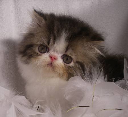 31+ Norwegian Forest Cat For Sale Near Me Background