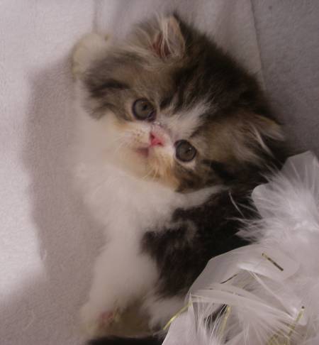 34 HQ Photos Doll Face Persian Kittens Near Me - Whiskers - Click Here - Designer Persian Kittens For Sale ...